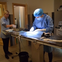 Tehnikuma veterinārajā klīnikā sterilizē kaķeni no Strenču psihoneiroloģiskās slimnīcas kaķu kolonijas