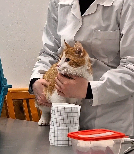 Veterinārārsta ikdiena tehnikuma klīnikā